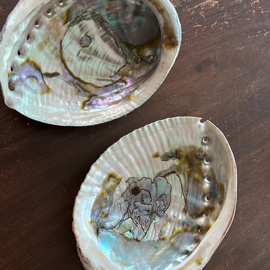 Abalone