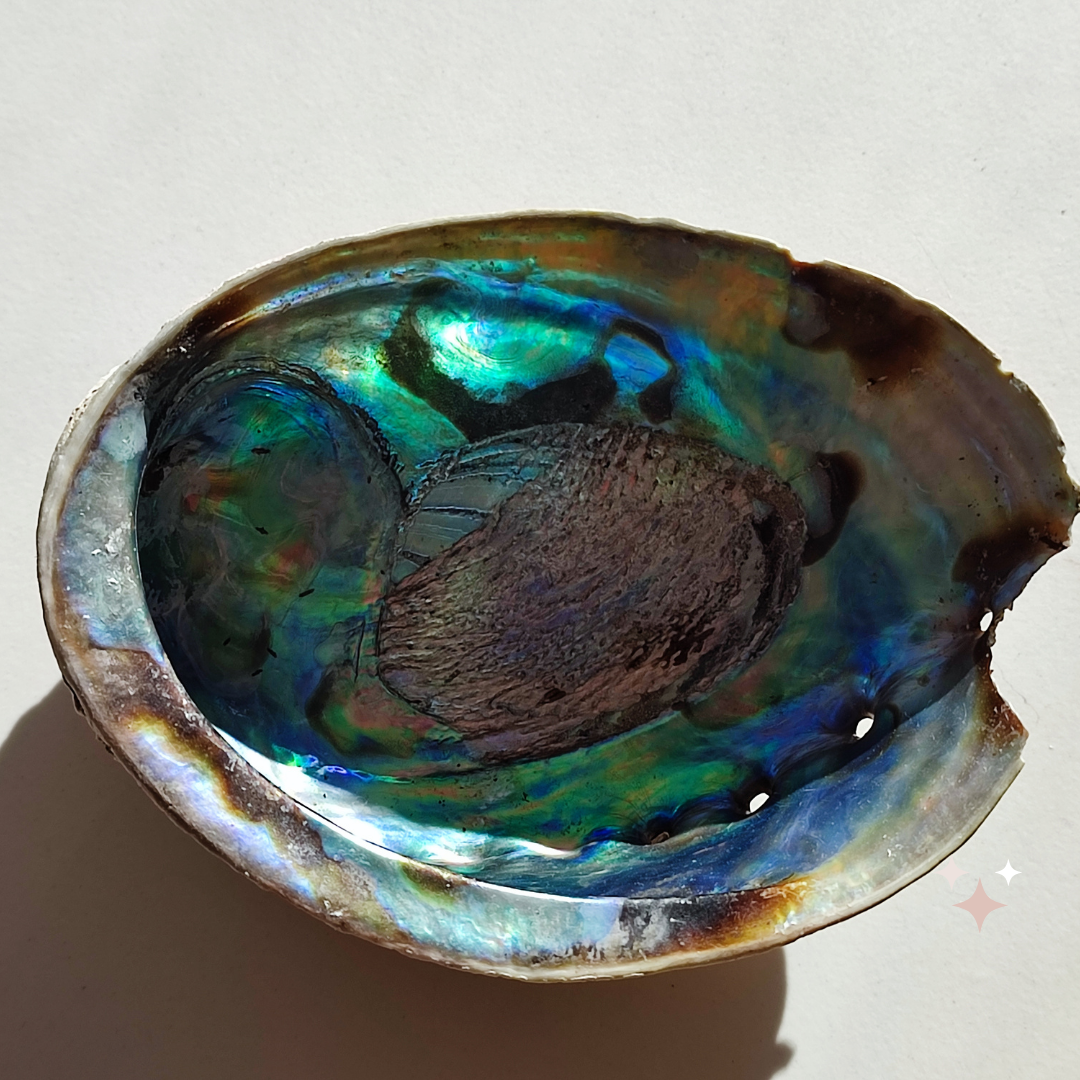 Abalone