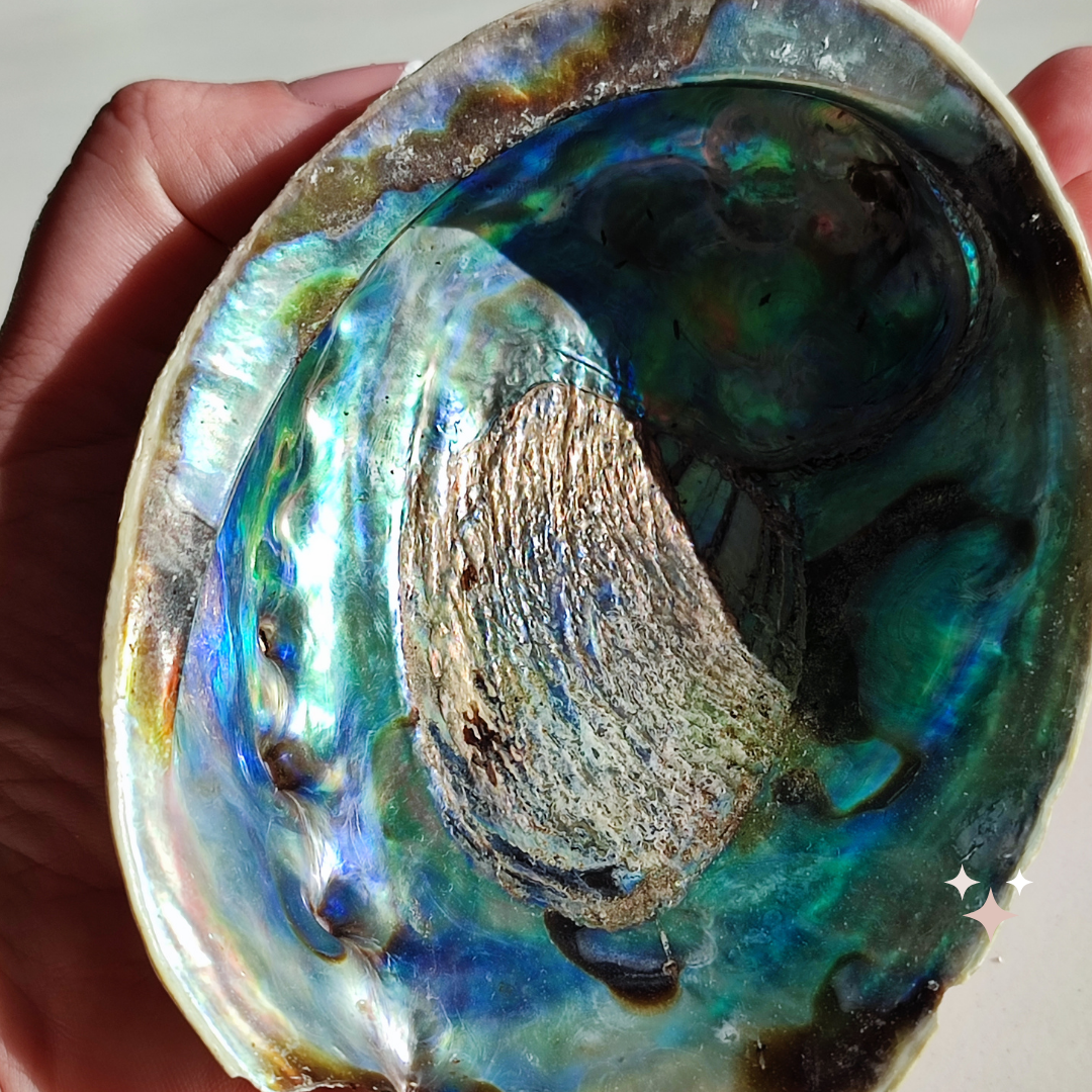 Abalone