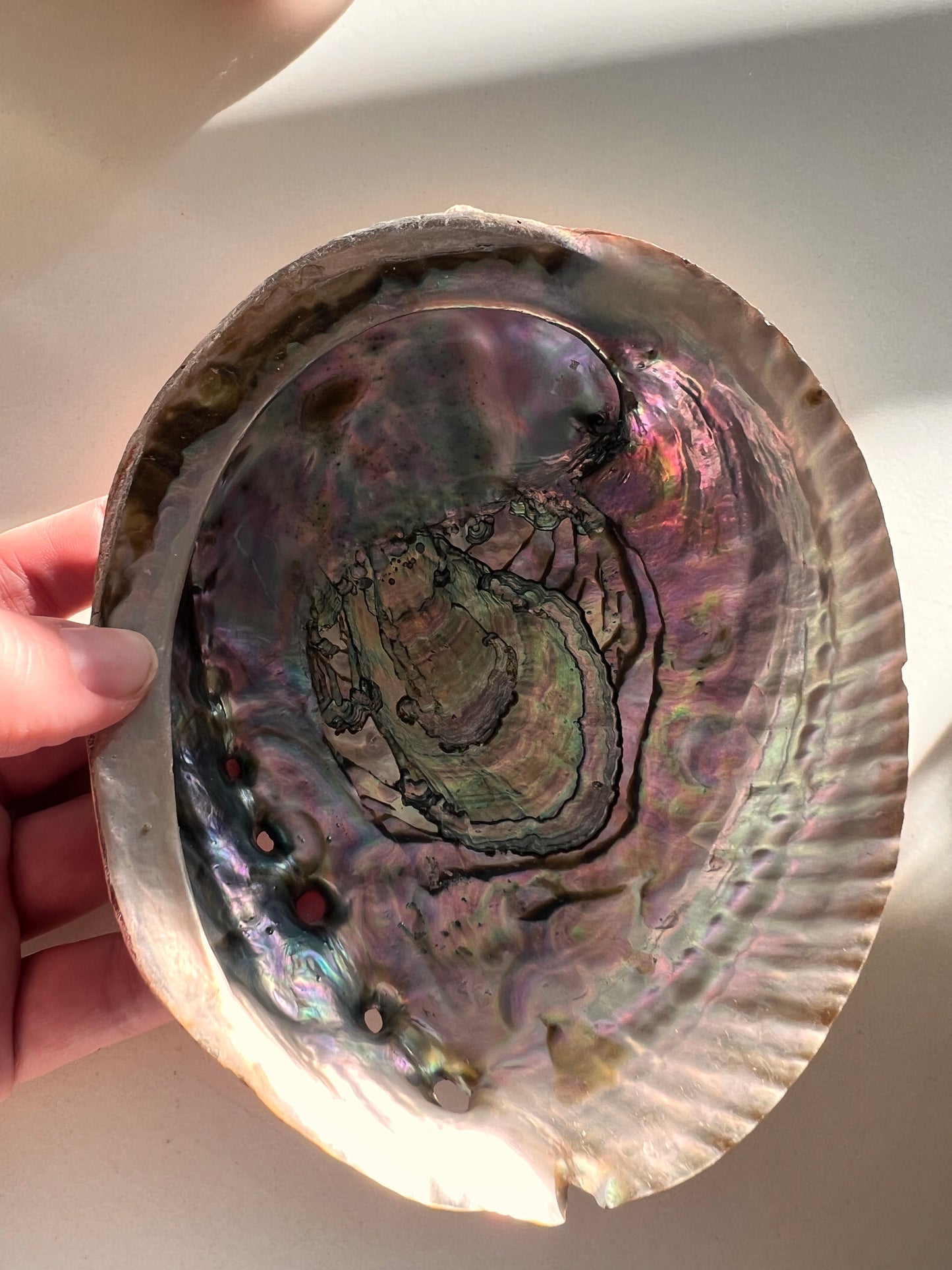 Abalone